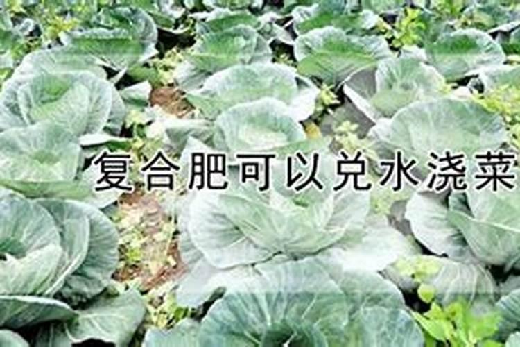 种菜地底肥用什么肥料最好