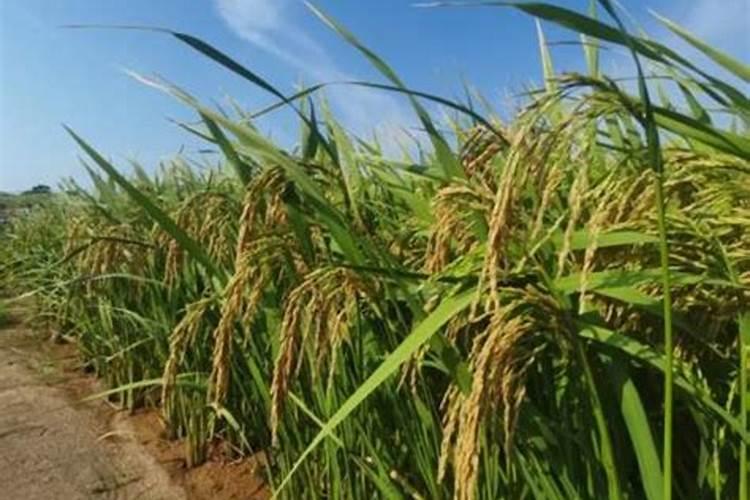 生物质颗粒燃料有什么优点啊？