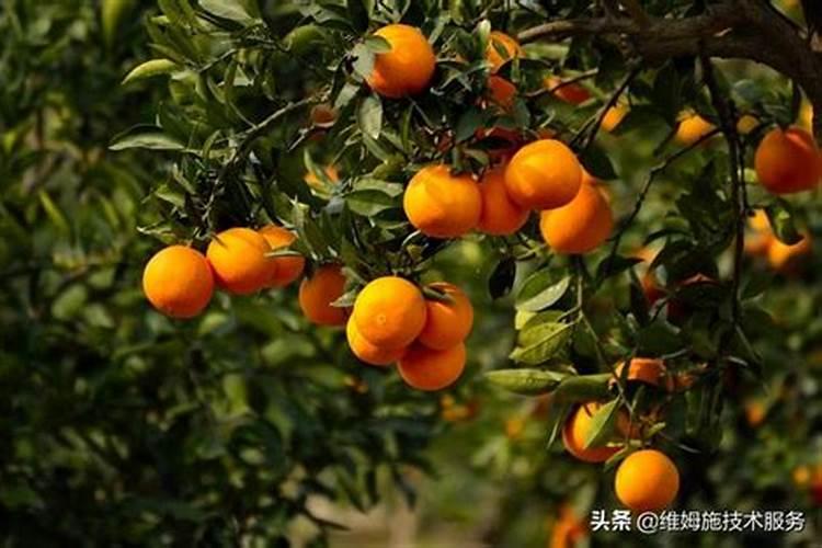 柑子芸苔数打多了会怎么样？