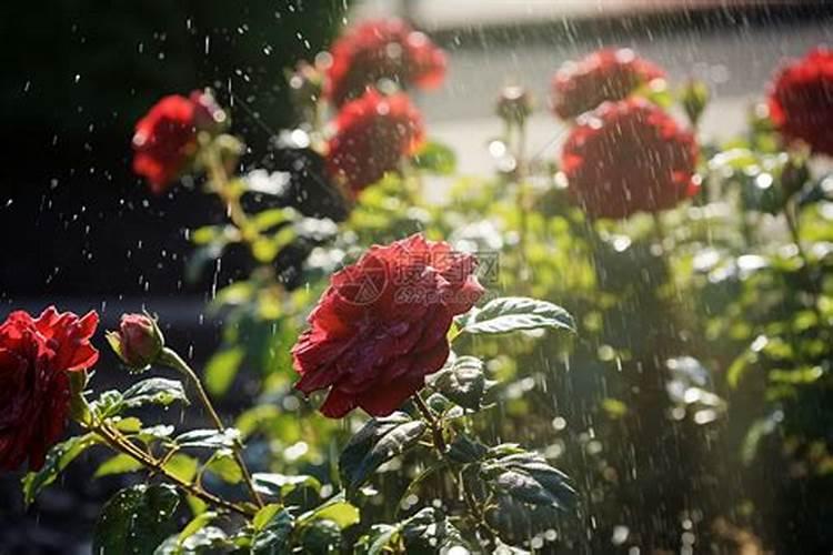 叶面肥里面有尿素把黄豆喷的叶子有点黄能缓过来吗？