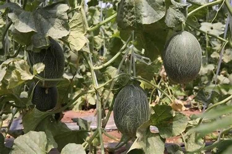 泡椒烂了是怎么回事？请有经验的教教我怎么治,谢谢。