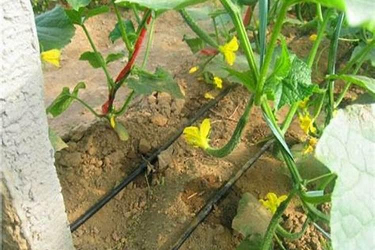 黄瓜可以追施颗粒水溶肥吗