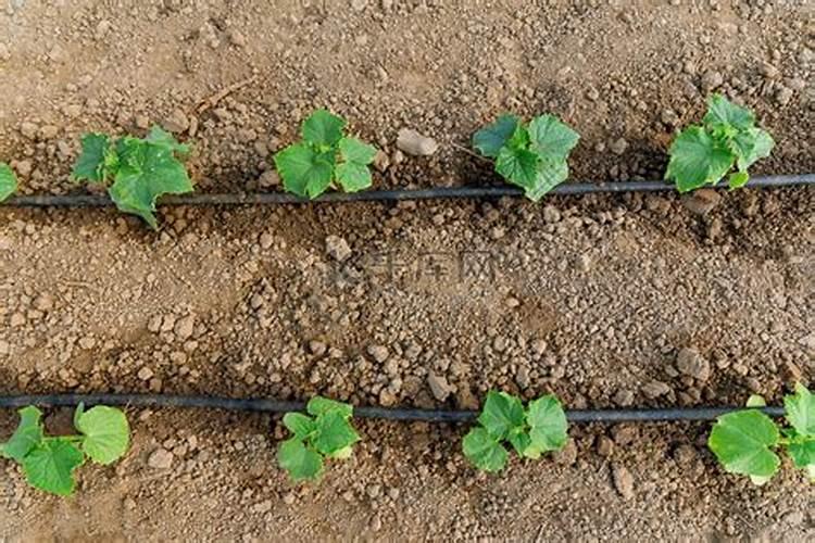 秋黄瓜用什么滴肥最好