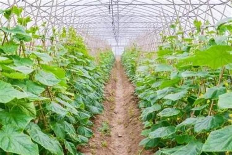 黄瓜如何正确施肥