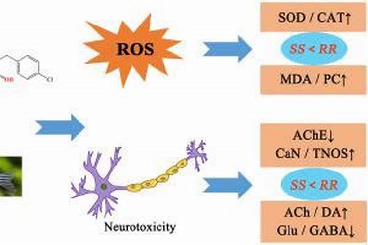 芙蓉花浇什么肥料合适
