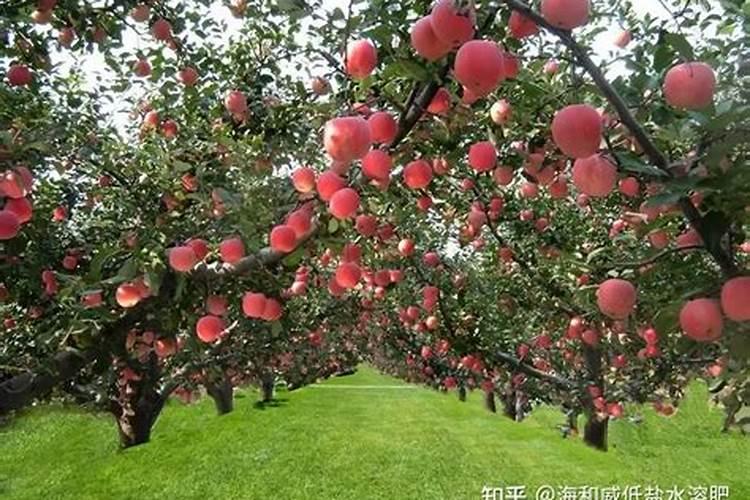 请问老师玉米矮打药多了对产量有应响没