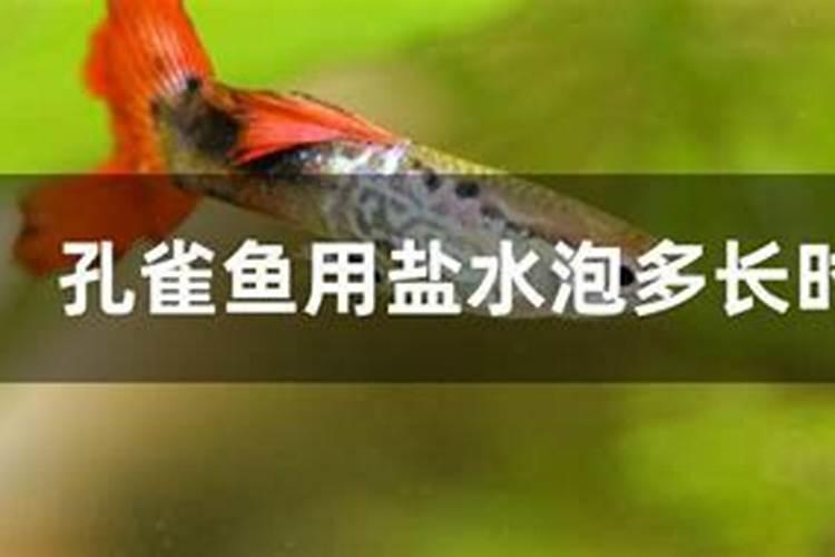 鱼蛋白使用注意事项