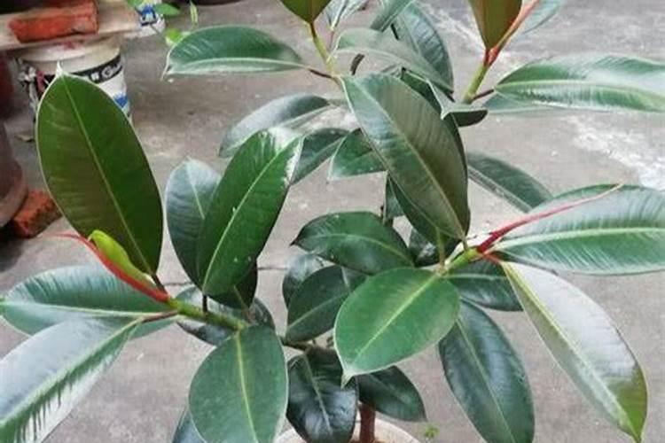 橡皮树施什么肥料最好