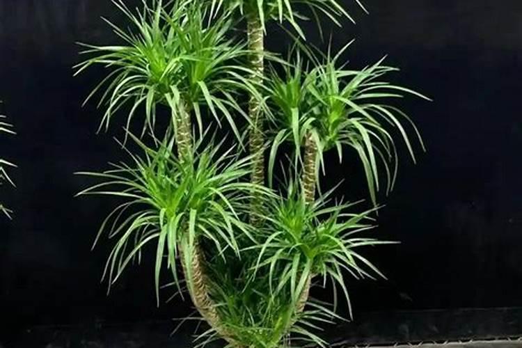 自制氮肥最简单的方法