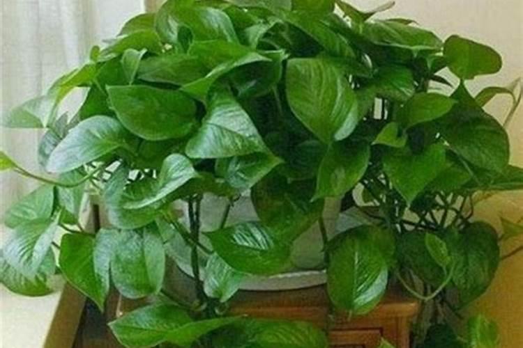 磷酸二氢钾可以浇吊兰吗