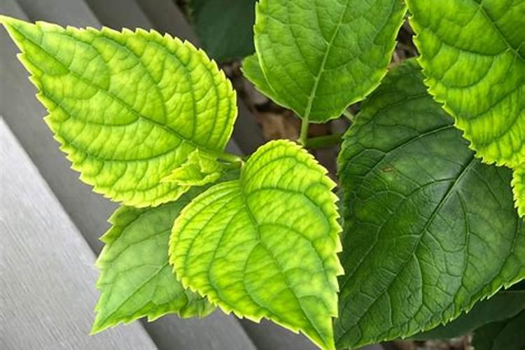 夏季的绣球该怎么养护呢？