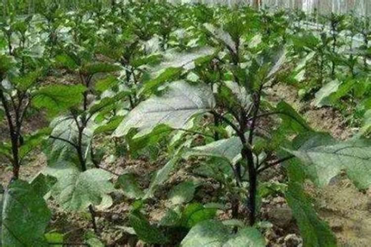茄子追肥可以用尿素吗