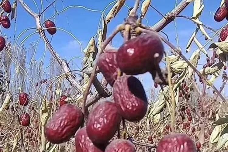 赞皇大枣白熟期如何管理 如何进行病虫害防治