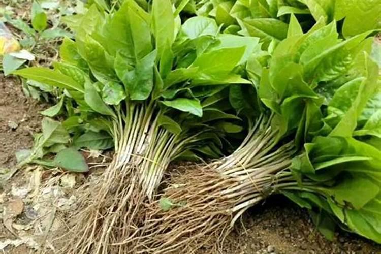 辛夷树夏季叶片边沿干枯是什么原因？