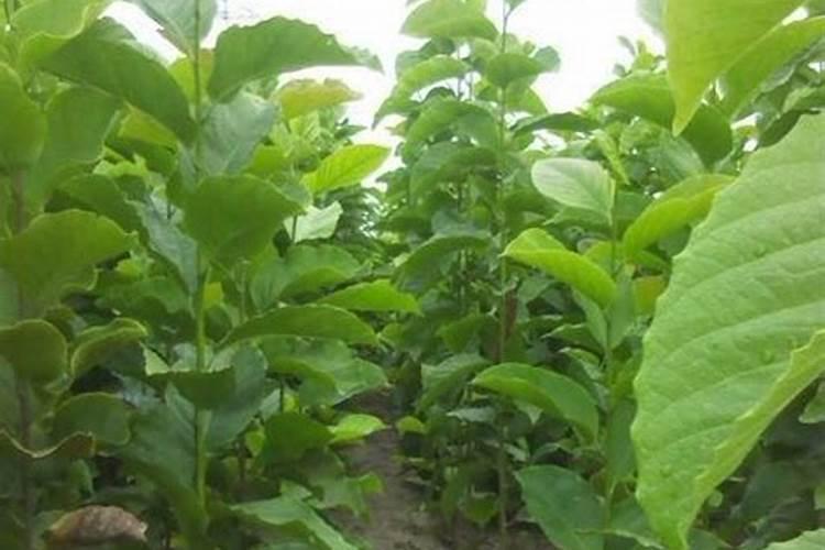 盆栽兰花养殖方法