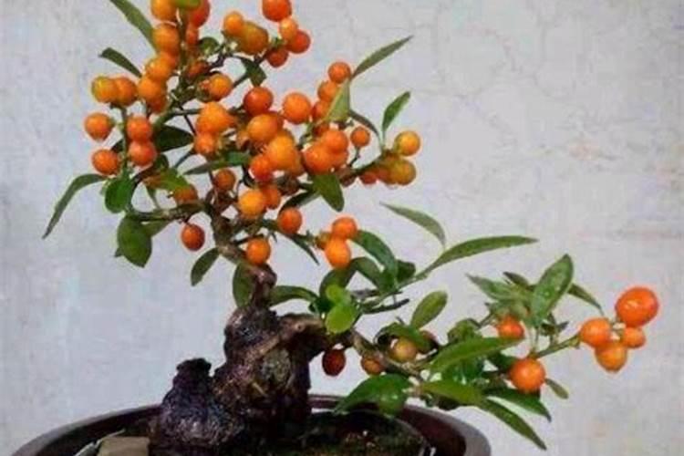 金豆什么时候开花
