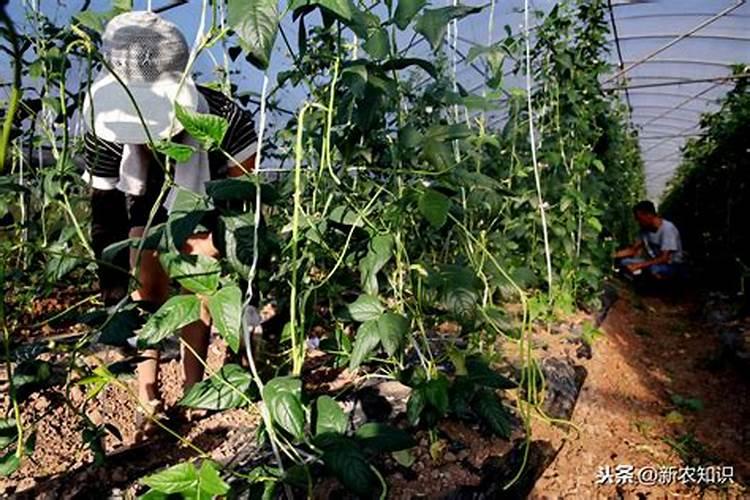 玉米除草剂,在什么时候打药最合适呢？只能在三至五叶期间打吗？