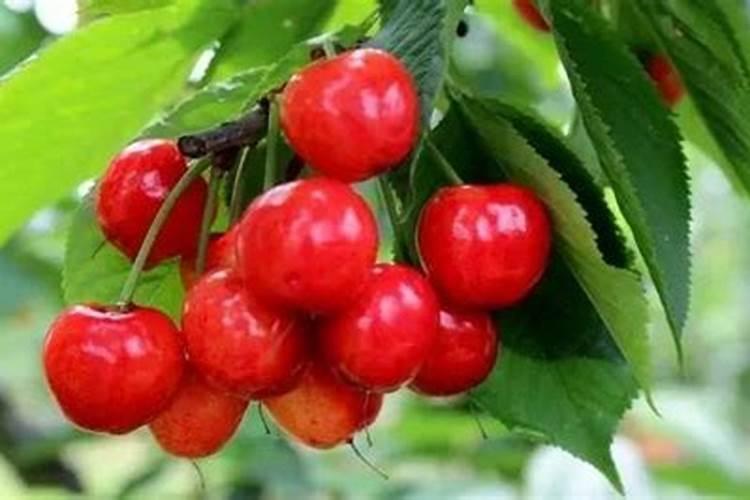 大樱桃树进入7月份实时管理