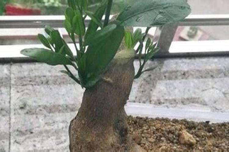 金豆盆景怎么促花？