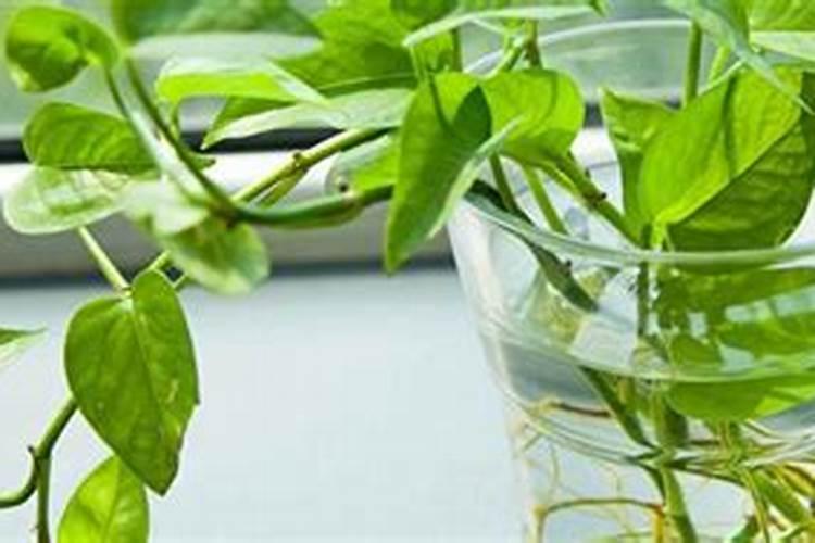水培绿萝怎么生根快