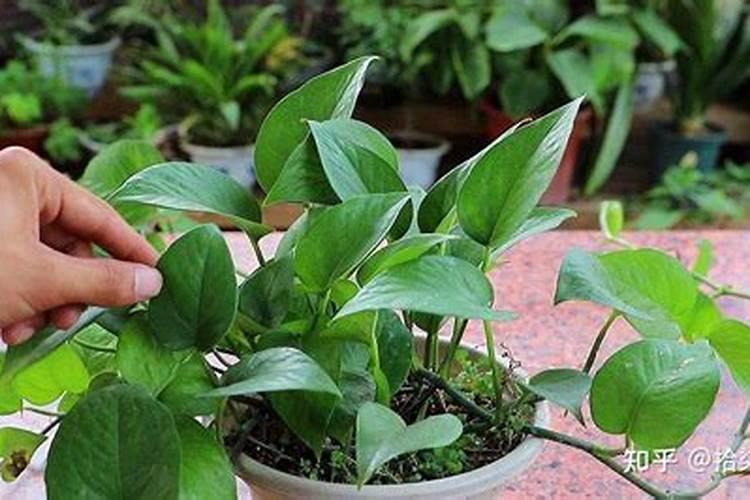 扦插花卉,用2种生根水,大白根呼呼长,更容易成活