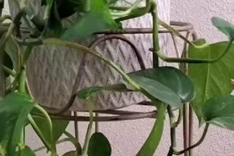 水培绿萝能用复硝酚钠消毒吗