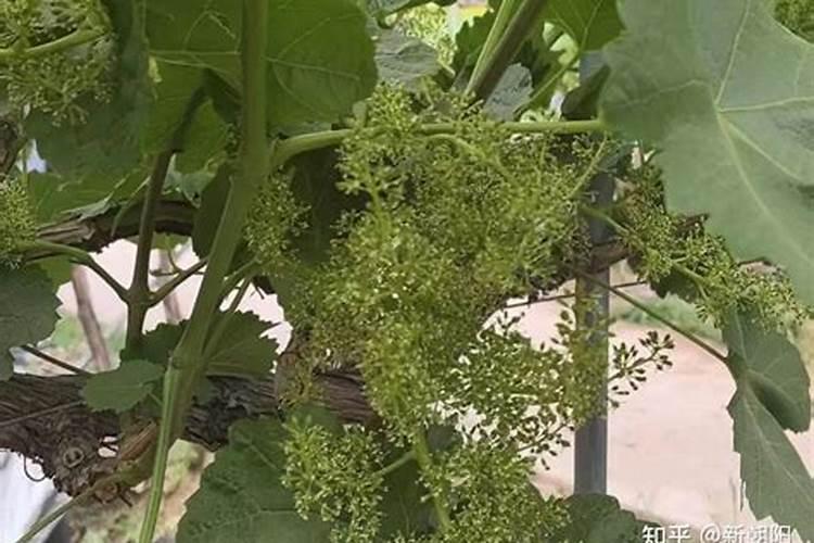 葡萄转色期施什么肥