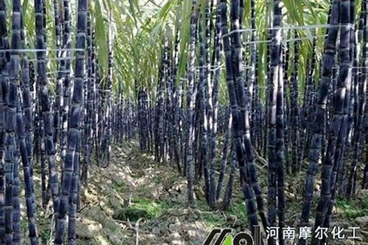 甘蔗太细小怎么能长粗壮点