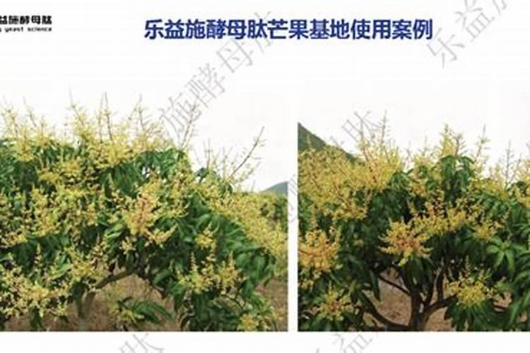玉米上,锌肥和硼肥能不能配一起使用？玉米花期可以吗？