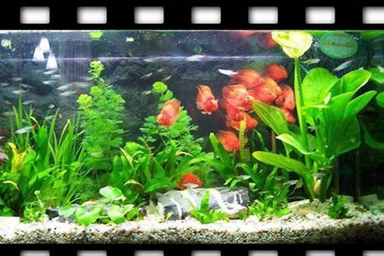 自己在阳台花盆里如何种的柠檬树？