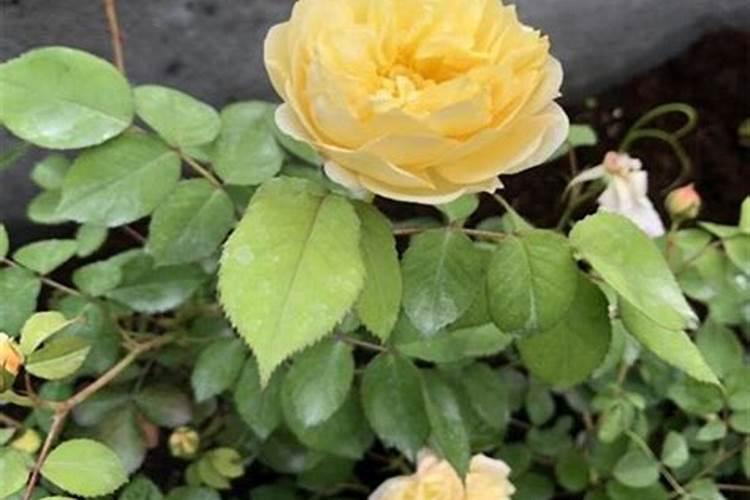 辣椒移栽后要天天浇水吗