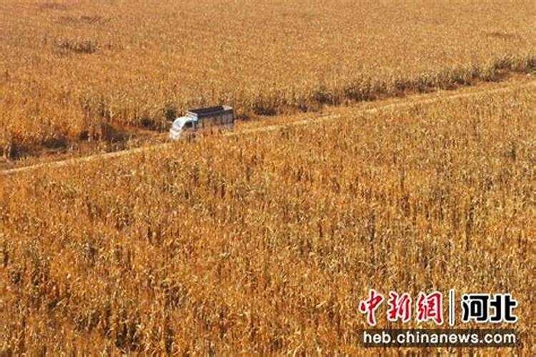 金正大控释玉米专用肥261212多少钱一吨