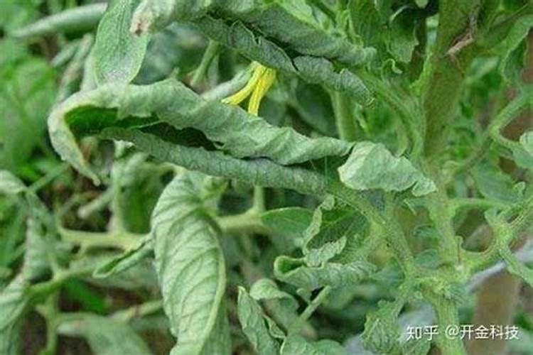 我种植的辣子(盆中)已开花,现在还得怎样施肥浇水？service=bdbox百度...