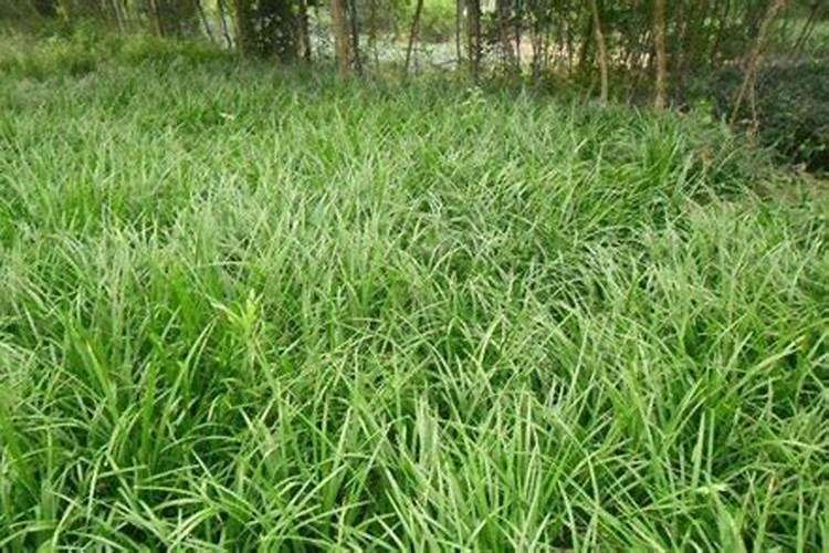 麦冬追什么肥好