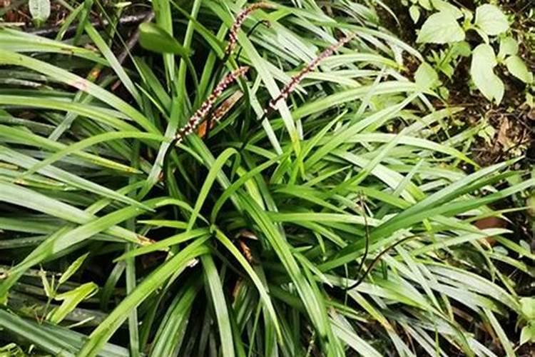 绿化一般是麦冬还是沿阶草？