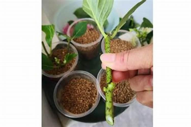 怎样才能把太阳花养得粗壮不徒长(徒长不开花怎么办)