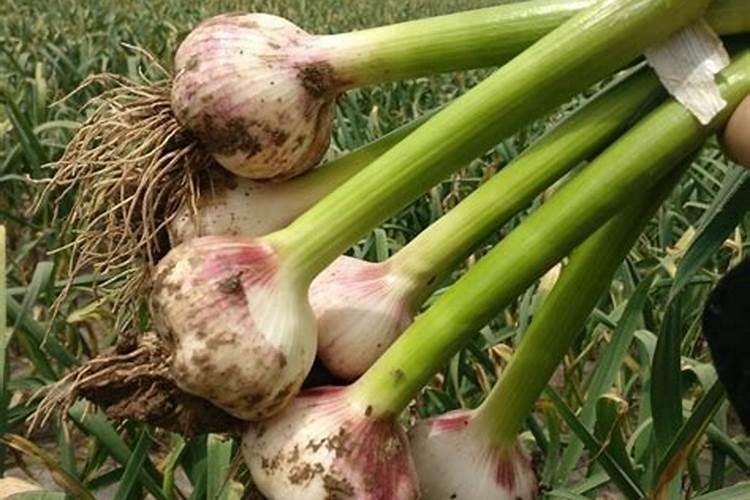 种花要施什么肥