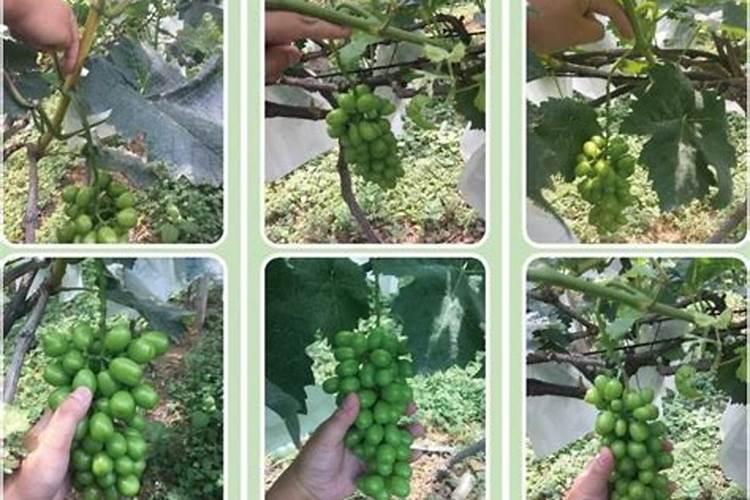 阳光玫瑰成熟期施什么肥