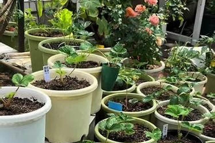 龙树的养殖方法和注意事项有哪些