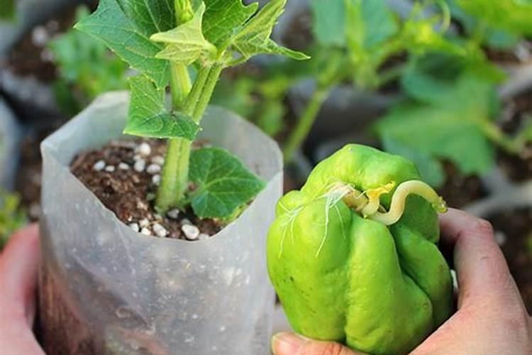 养佛手瓜苗的方法是什么