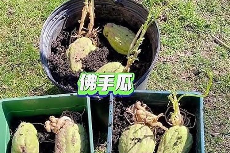 怎样才能把佛手瓜苗养得健壮