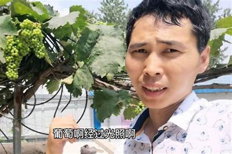 葡萄结果时如何施肥