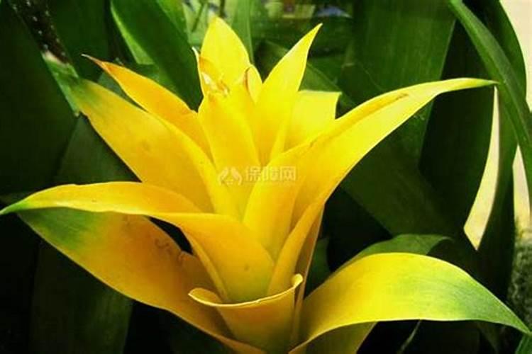 紫花凤梨怎么开花