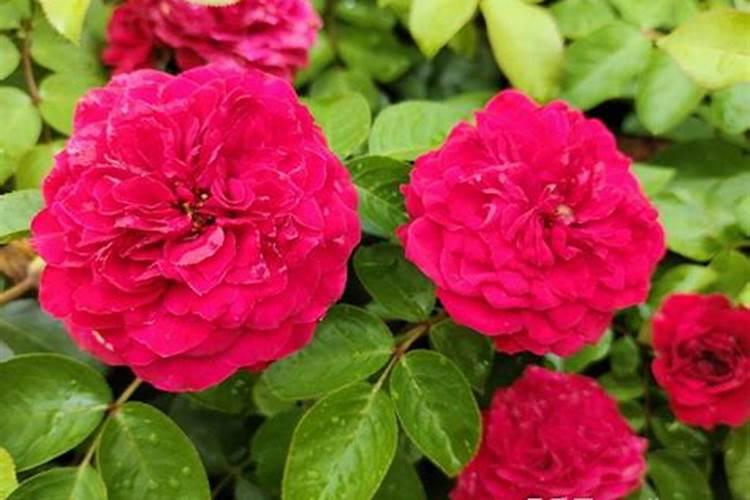 花卉叶面肥多久喷一次