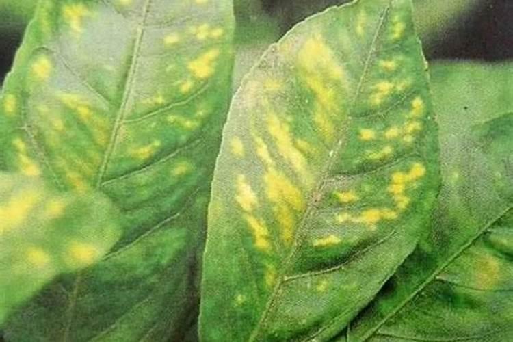 锌元素过量对植物产生的影响