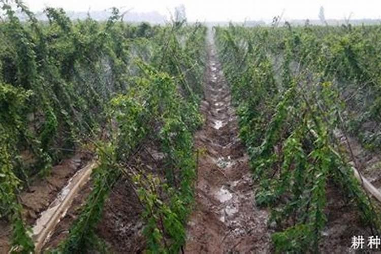 山药的需肥特点是什么？种植山药应该如何施肥？