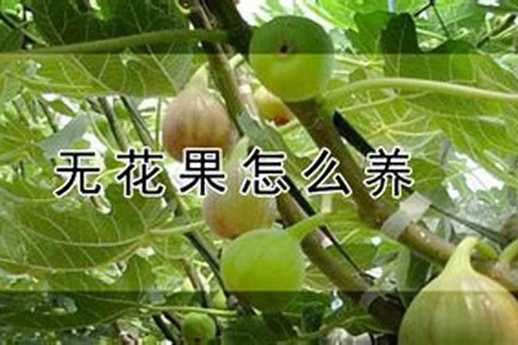 无花果追肥用什么肥料好