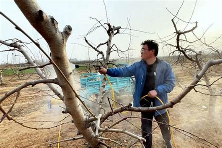 腐殖酸系列肥料对植物生长的作用