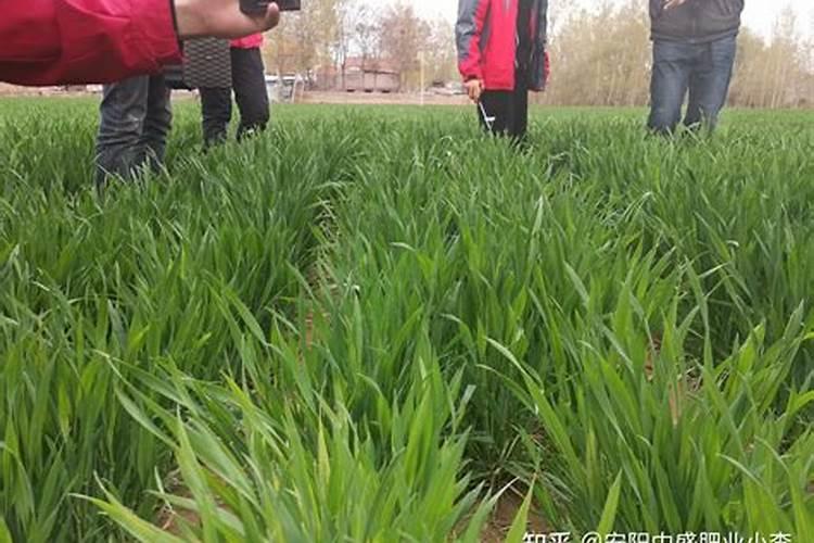 柑橘水溶肥的使用方法？柑橘用什么肥料长得快