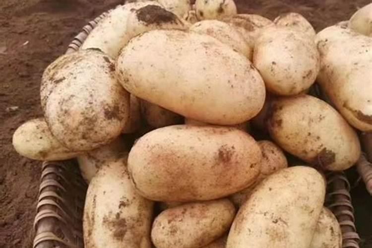 花椰菜要怎么施肥 高产品质好的花椰菜种植